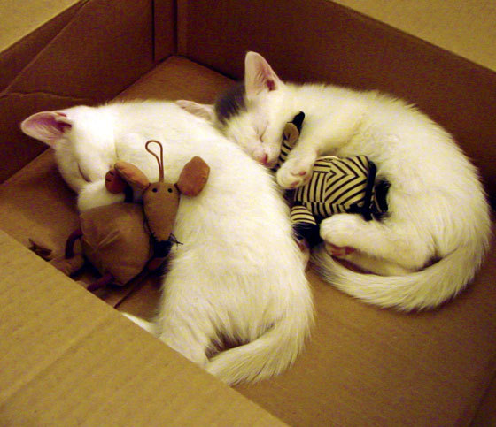 乐鱼体育在线网站-扎伊尔男篮在非洲预赛中奋勇争先，开启新篇章，扎伊尔能进nba吗